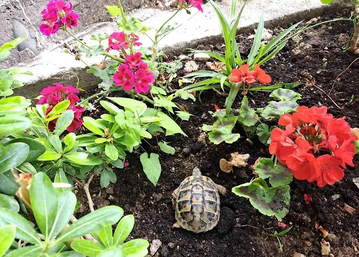 Blue Pearl 公寓 米利尼