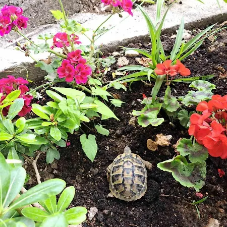 Blue Pearl アパート ムリニ